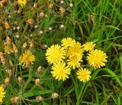 DSCN0345.jpg