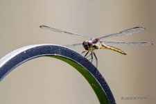 D71_5109.jpg
