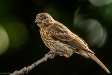 DSC_2529.jpg