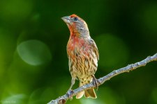 DSC_2566.jpg