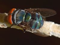 Fly.jpg