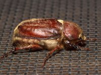 Beetle2.jpg