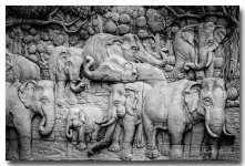 elephants-1.jpg