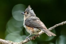 DSC_2616.jpg