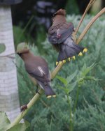 DSC_4198-waxwing-0010.jpg