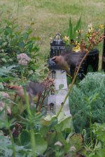 DSC_4209-waxwing-0006.jpg