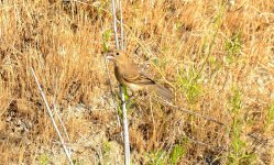 16th June 2015 002.JPG