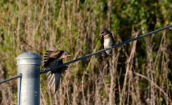 16th June 2015 010.JPG