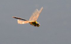 16th June 2015 044.JPG