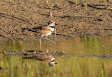 16th June 2015 031.JPG