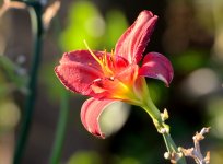 16th June 2015 035.JPG