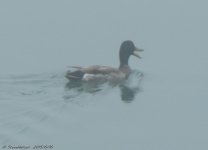 DSCN2468.jpg