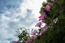 DSC_0342.jpg