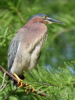 GreenHeron.jpg