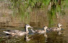 17th June 2015 001.JPG