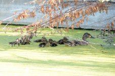 17th June 2015 046.JPG