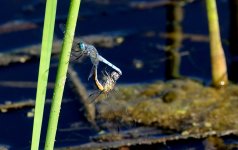 17th June 2015 007.JPG