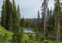 Woodland n Lake.jpg