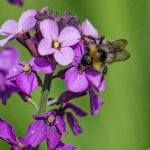 Bee.jpg