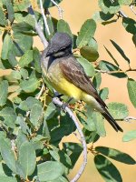 Kingbird.jpg
