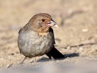 Towhee2.jpg