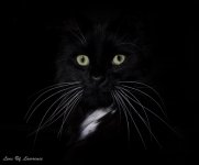 Mowgli's wonderful whiskers-.jpg