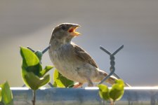 18th June 2015 008.JPG