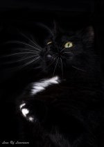 Mowgli's poised to strike pose-.jpg