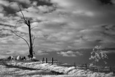 treeinfrared_6122.jpg