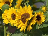 SunFlower.jpg