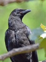 Crow.jpg