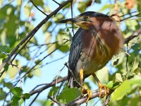 GreenHeron2.jpg
