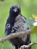 Crow3.jpg