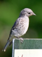 Bluebird5.jpg