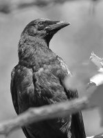 CrowBW.jpg
