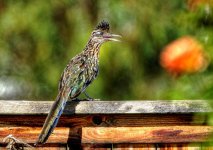 Roadrunner.jpg
