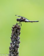 JBPhotoSmDrgFlyH2015.jpg