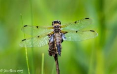 JBPhotoSmDrgFlyJ2015.jpg