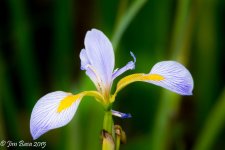 JBPhotoSmFlwF2015.jpg