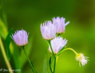 JBPhotoSmFlwG2015.jpg