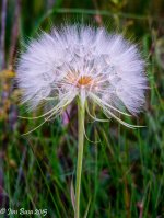 JBPhotoSmFlwH2015.jpg