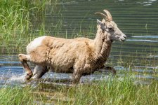 RMSheep-2.jpg