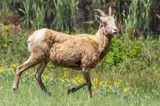 RMSheep-1.jpg