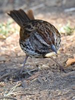 Sparrow.jpg