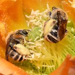 Bees2.jpg