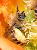 Bees3.jpg