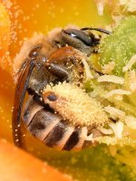 Bees4.jpg
