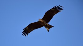 hawk.jpg
