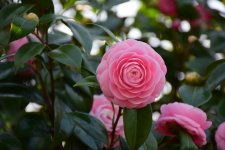 DSC_0289.jpg