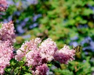 DSC_5188-Butterflies-0015-2015-06-20T19_03_13.jpg